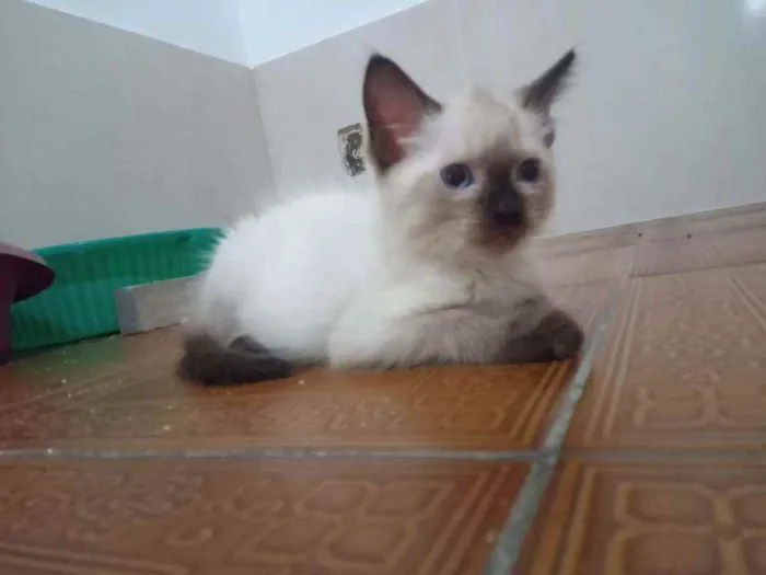 Gato ra a Siamês idade  nome Huguinho