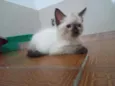 Huguinho