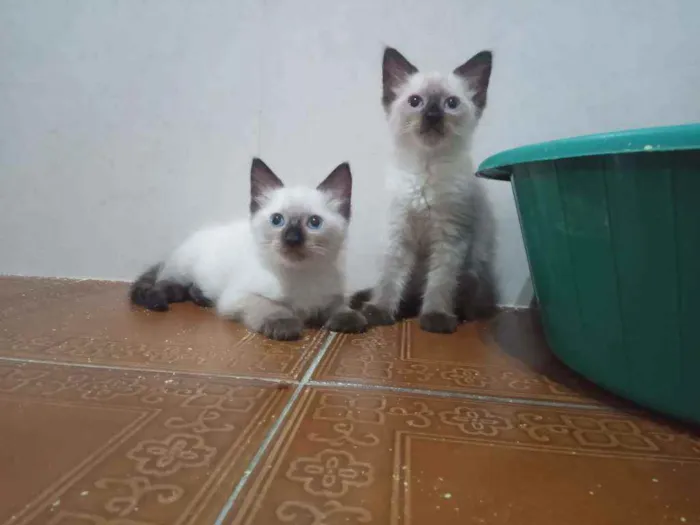 Gato ra a Siamês idade  nome Huguinho