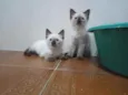Huguinho