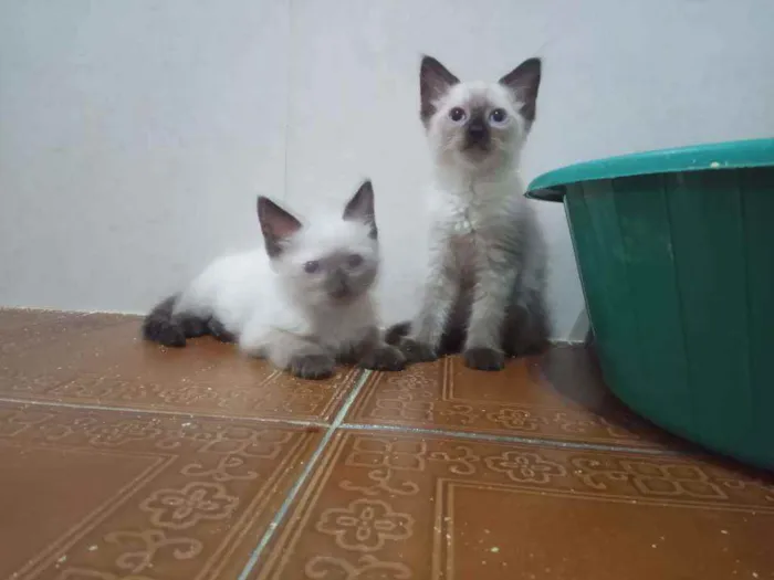 Gato ra a Siamês idade  nome Huguinho