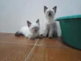 Huguinho