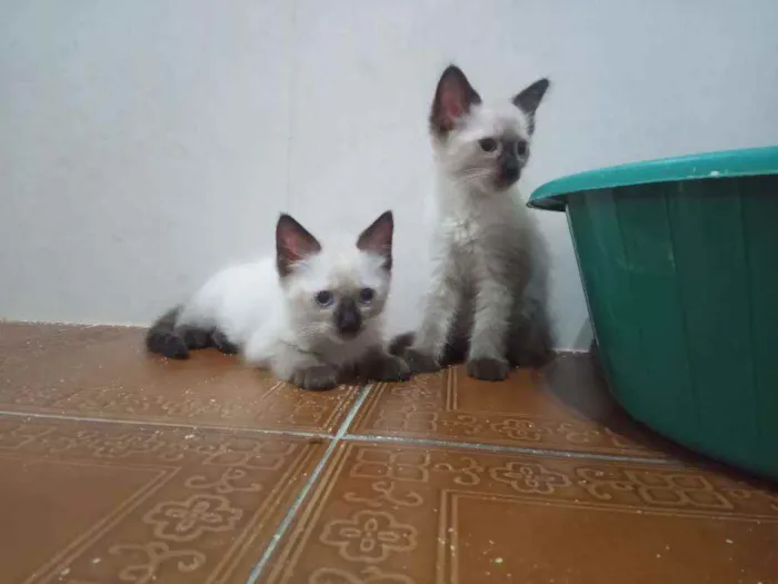 Gato ra a Siamês idade  nome Huguinho