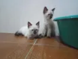 Huguinho
