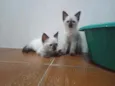 Huguinho