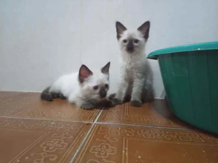 Gato ra a Siamês idade  nome Huguinho