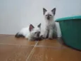 Huguinho
