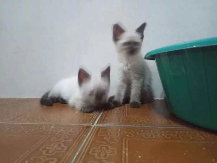 Gato ra a Siamês idade  nome Huguinho