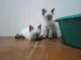 Huguinho