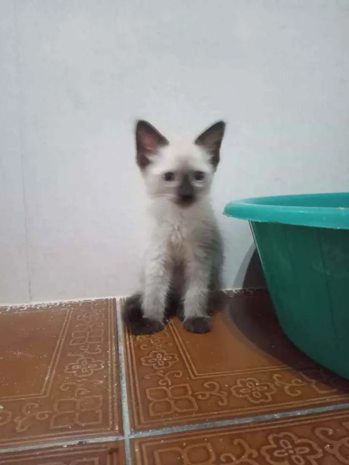 Gato ra a Siamês idade  nome Huguinho