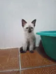 Huguinho