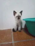 Huguinho