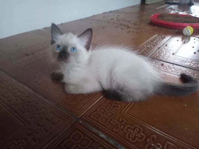 Gato ra a Siamês idade  nome Huguinho