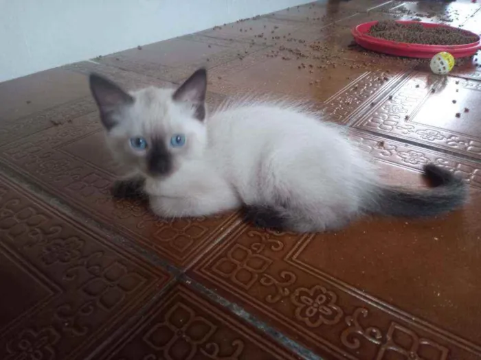 Gato ra a Siamês idade  nome Huguinho