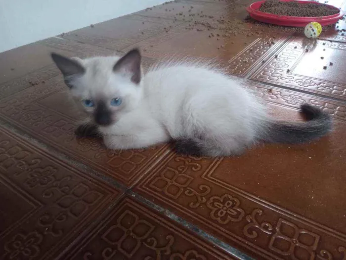 Gato ra a Siamês idade  nome Huguinho