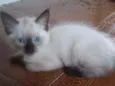 Huguinho