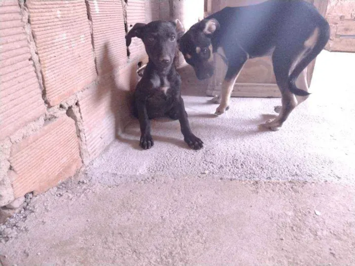 Cachorro ra a Não definido idade 2 a 6 meses nome Tch'alla e Gerald