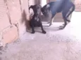 Tch