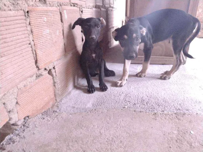 Cachorro ra a Não definido idade 2 a 6 meses nome Tch'alla e Gerald