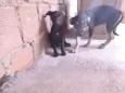 Tch