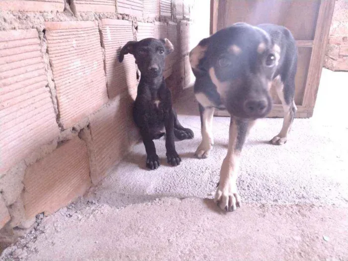Cachorro ra a Não definido idade 2 a 6 meses nome Tch'alla e Gerald