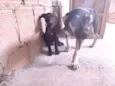 Tch