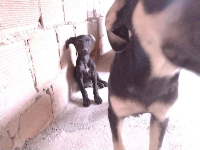 Cachorro ra a Não definido idade 2 a 6 meses nome Tch'alla e Gerald