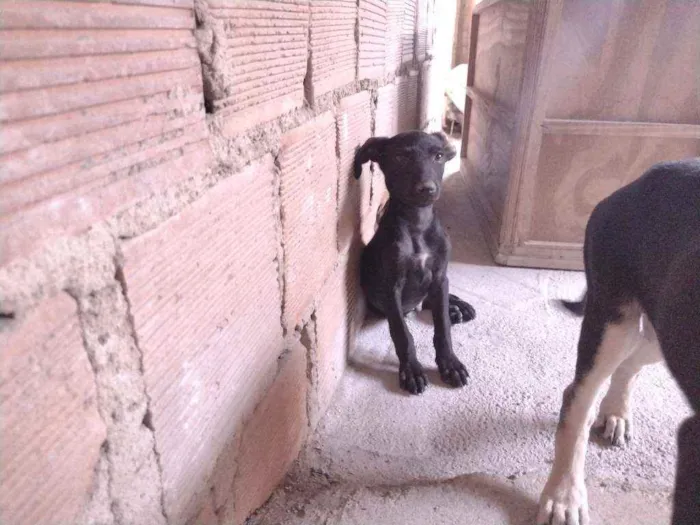 Cachorro ra a Não definido idade 2 a 6 meses nome Tch'alla e Gerald