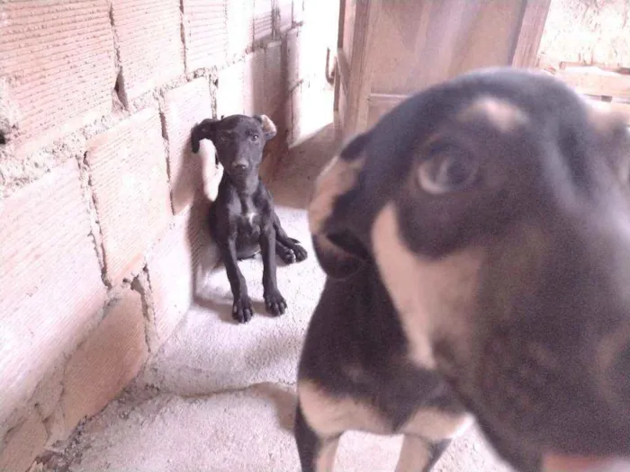 Cachorro ra a Não definido idade 2 a 6 meses nome Tch'alla e Gerald