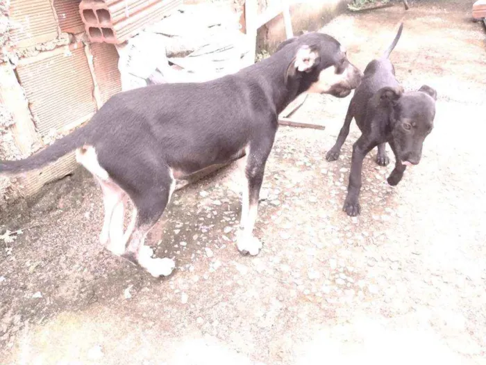 Cachorro ra a Não definido idade 2 a 6 meses nome Tch'alla e Gerald