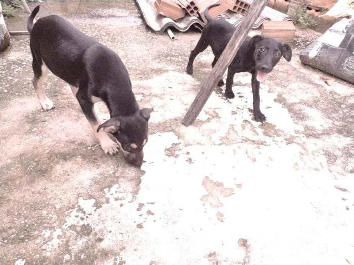 Cachorro ra a Não definido idade 2 a 6 meses nome Tch'alla e Gerald