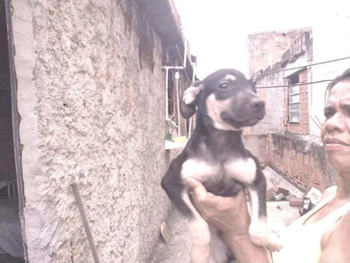 Cachorro ra a Não definido idade 2 a 6 meses nome Gerald