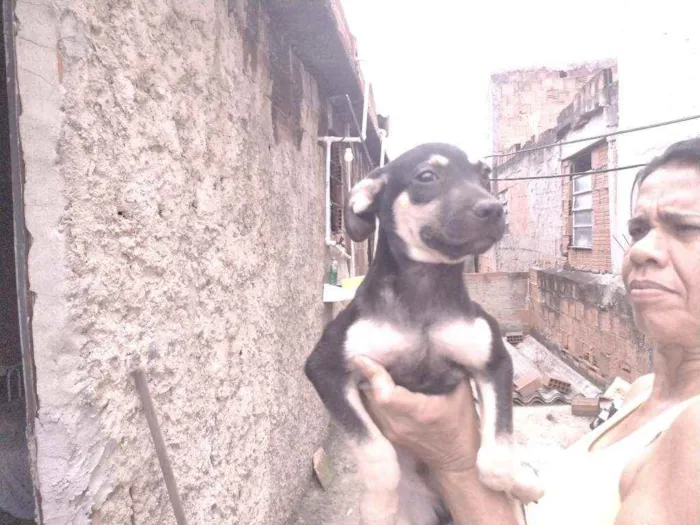 Cachorro ra a Não definido idade 2 a 6 meses nome Gerald