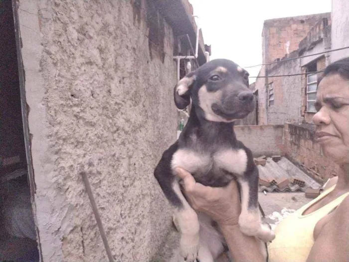 Cachorro ra a Não definido idade 2 a 6 meses nome Gerald