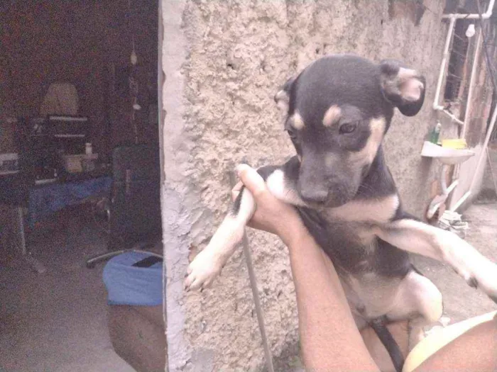 Cachorro ra a Não definido idade 2 a 6 meses nome Gerald