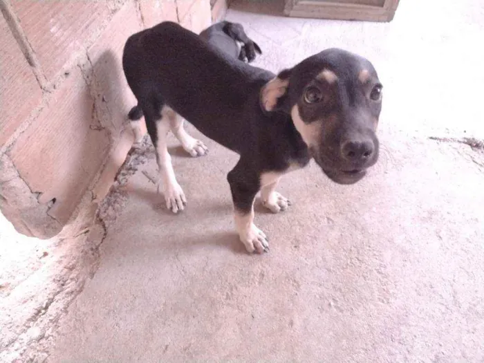 Cachorro ra a Não definido idade 2 a 6 meses nome Gerald