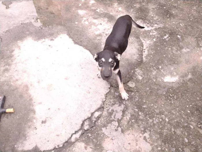 Cachorro ra a Não definido idade 2 a 6 meses nome Gerald