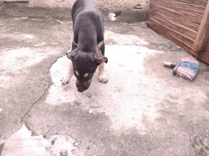 Cachorro ra a Não definido idade 2 a 6 meses nome Gerald
