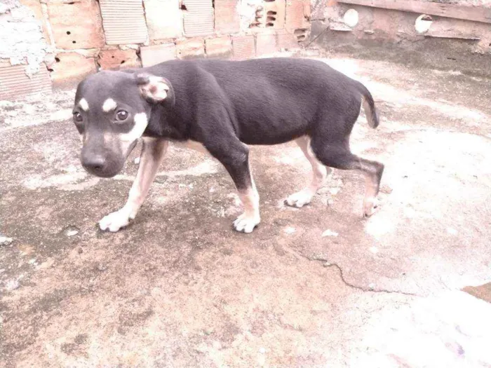 Cachorro ra a Não definido idade 2 a 6 meses nome Gerald