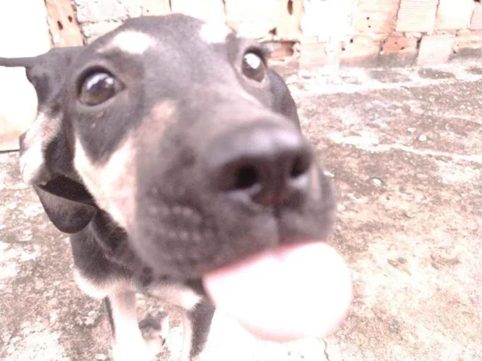 Cachorro ra a Não definido idade 2 a 6 meses nome Gerald