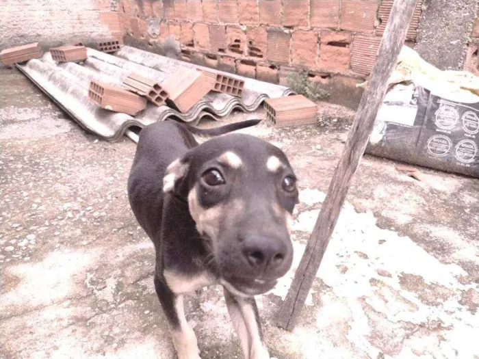 Cachorro ra a Não definido idade 2 a 6 meses nome Gerald