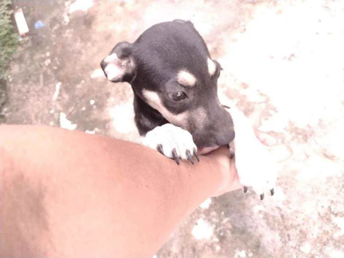 Cachorro ra a Não definido idade 2 a 6 meses nome Gerald