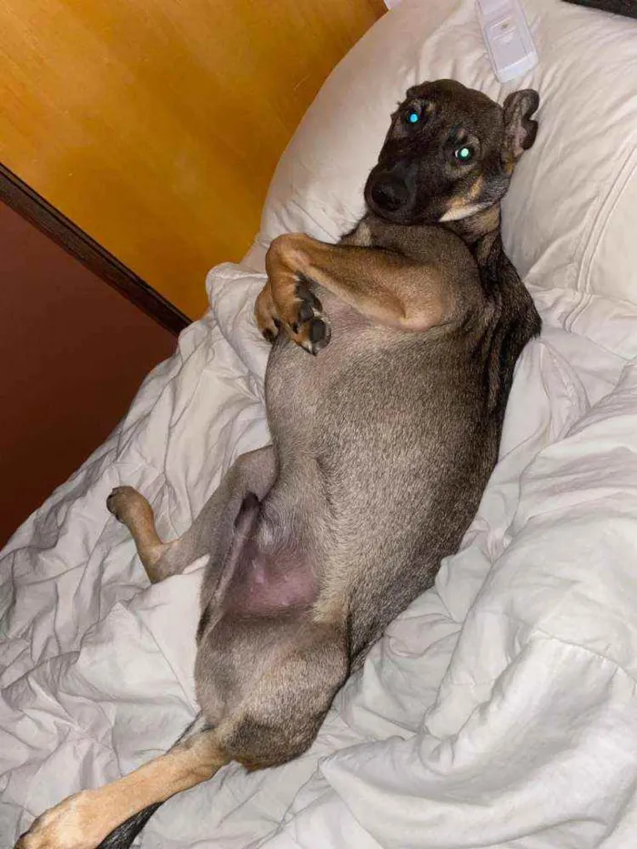 Cachorro ra a SRD-ViraLata idade 7 a 11 meses nome JOÃO GUILHERME