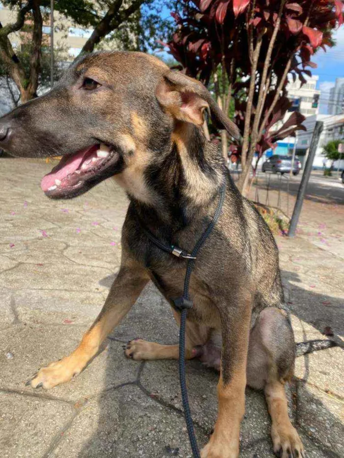 Cachorro ra a SRD-ViraLata idade 7 a 11 meses nome JOÃO GUILHERME
