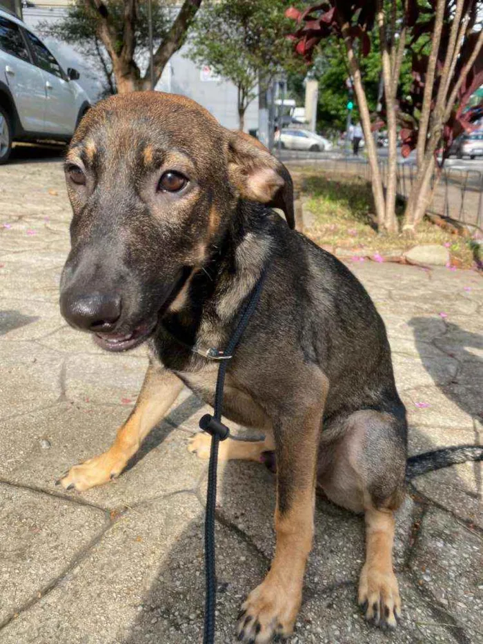 Cachorro ra a SRD-ViraLata idade 7 a 11 meses nome JOÃO GUILHERME