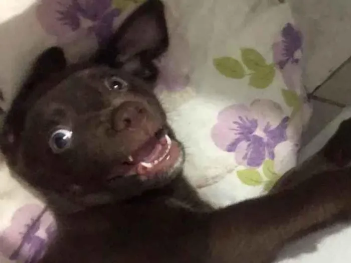 Cachorro ra a Vira Lata/Labrador  idade 2 a 6 meses nome Thor