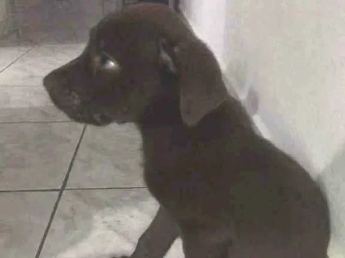 Cachorro ra a Vira Lata/Labrador  idade 2 a 6 meses nome Thor