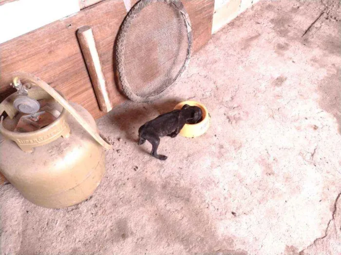 Cachorro ra a Não definido idade 2 a 6 meses nome T'challa