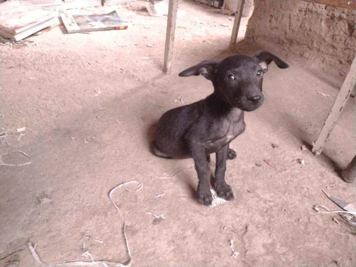 Cachorro ra a Não definido idade 2 a 6 meses nome T'challa