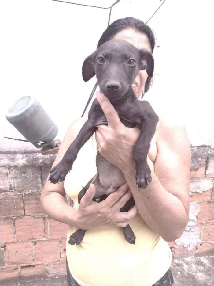 Cachorro ra a Não definido idade 2 a 6 meses nome T'challa